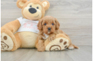 Cute Cavapoo Baby
