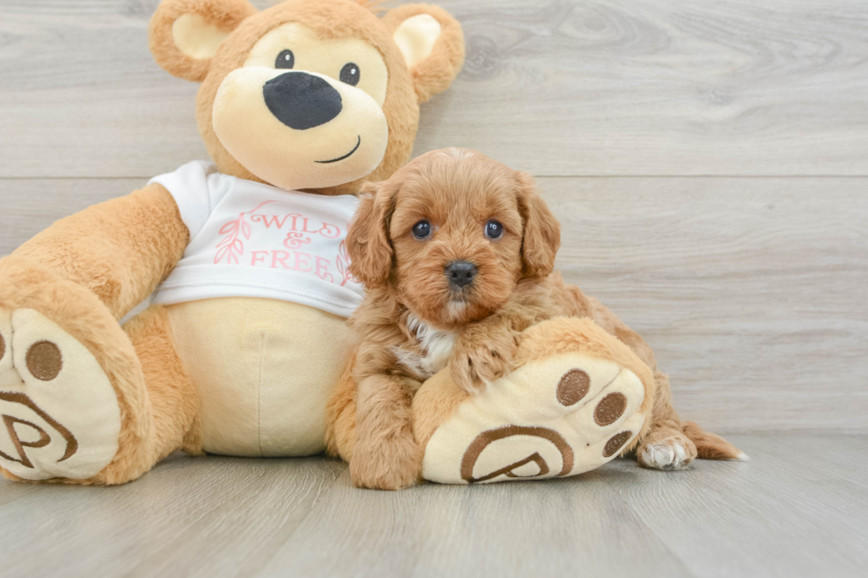 Cute Cavapoo Baby