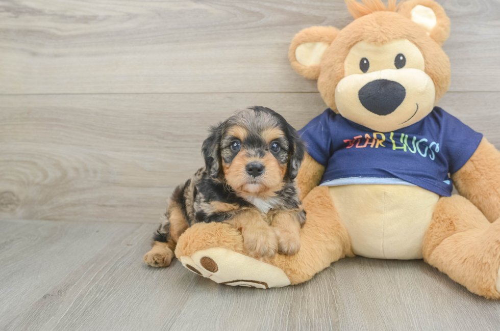 5 week old Cavapoo Puppy For Sale - Simply Southern Pups