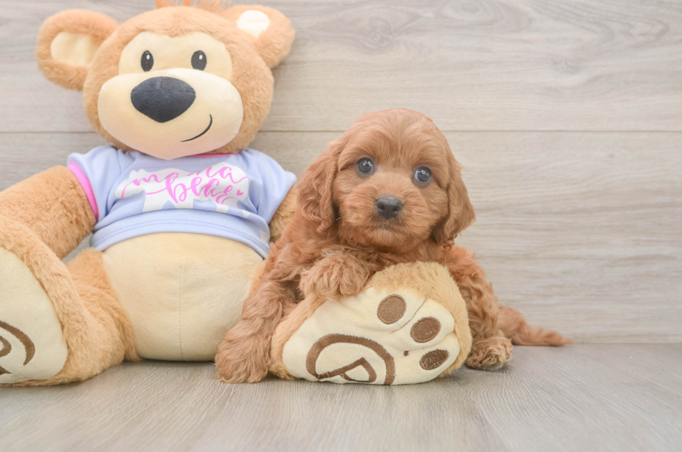 7 week old Cavapoo Puppy For Sale - Simply Southern Pups