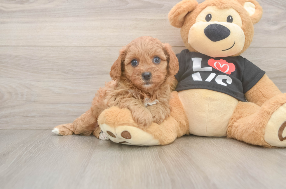 6 week old Cavapoo Puppy For Sale - Simply Southern Pups