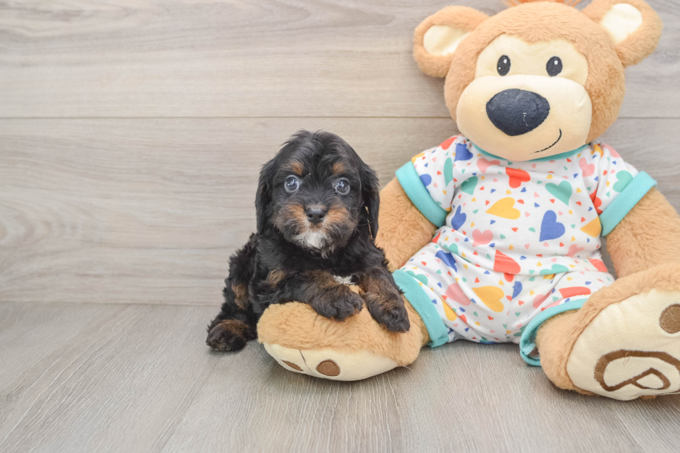 Fluffy Cavapoo Poodle Mix Pup