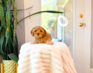10 week old Cavapoo Puppy For Sale - Simply Southern Pups