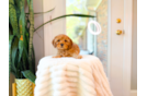 Cute Cavalier King Charles Spaniel and Poodle Mix Poodle Mix Puppy