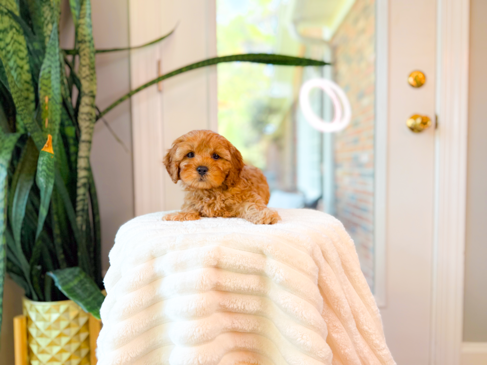 Cute Cavalier King Charles Spaniel and Poodle Mix Poodle Mix Puppy