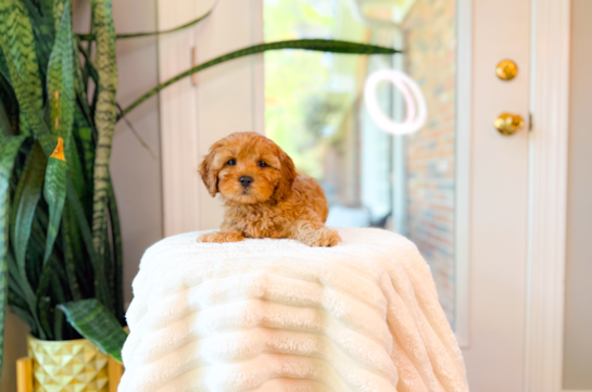 Cute Cavalier King Charles Spaniel and Poodle Mix Poodle Mix Puppy