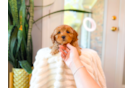 Cavapoo Puppy for Adoption
