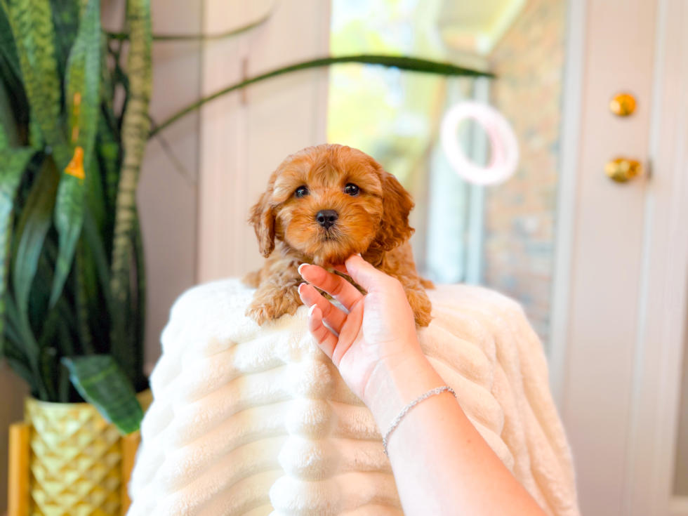 Cavapoo Puppy for Adoption