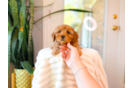 Cute Cavipoo Poodle Mix Puppy