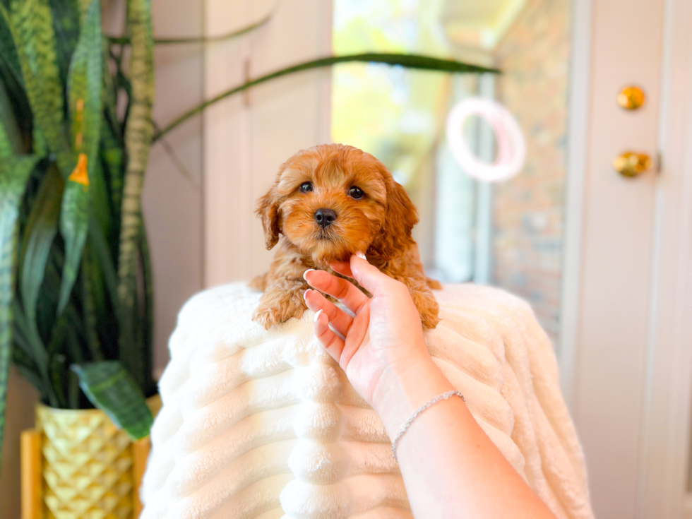 Cute Cavipoo Poodle Mix Puppy