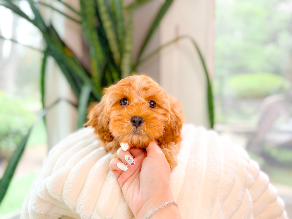 Cute Cavapoo Poodle Mix Pup