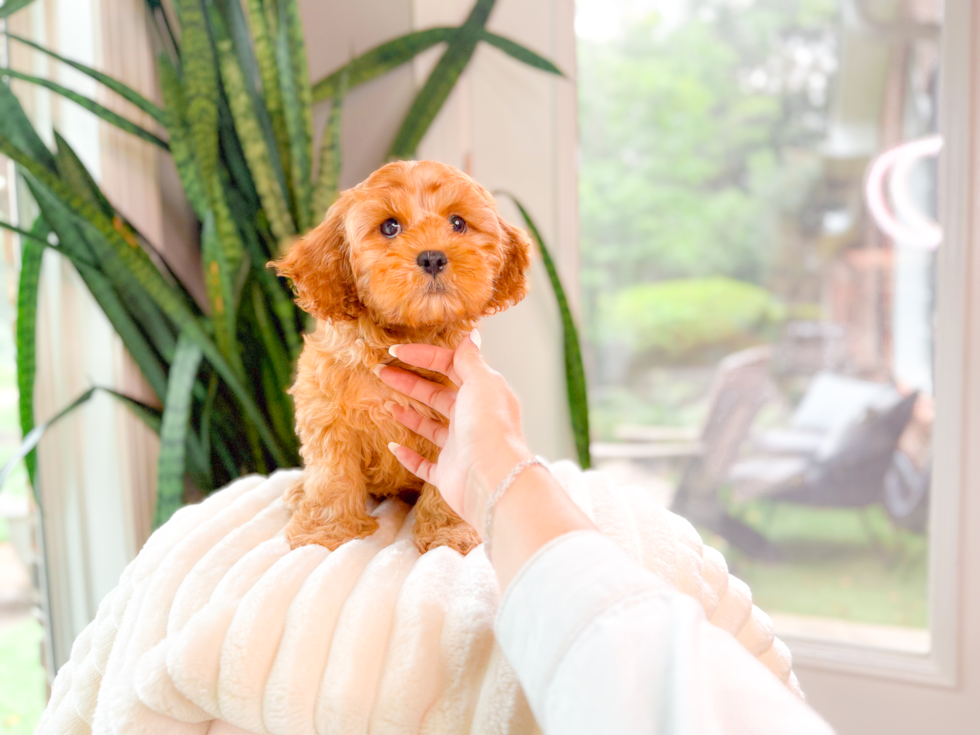 Cute Cavadoodle Poodle Mix Puppy