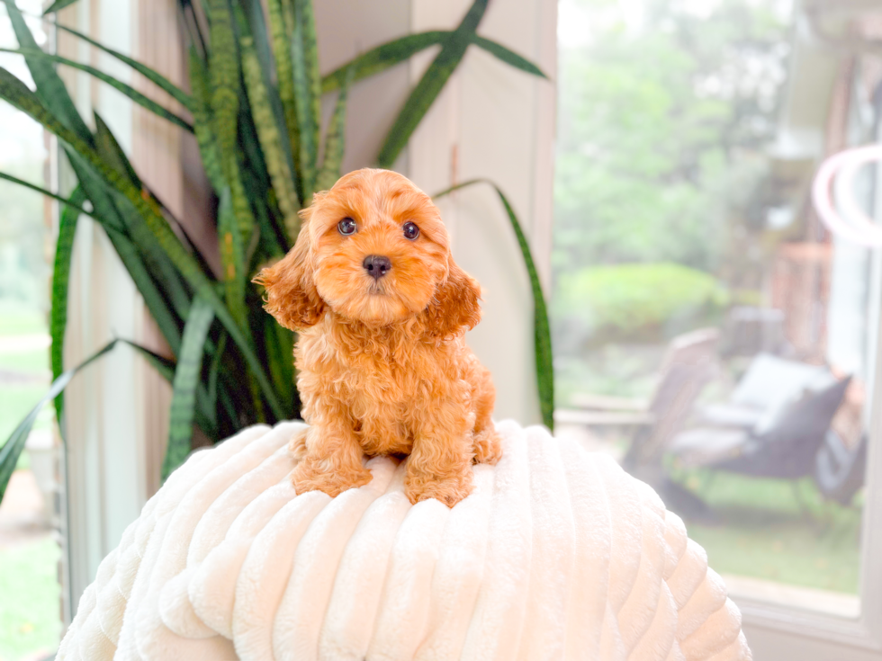 Best Cavapoo Baby