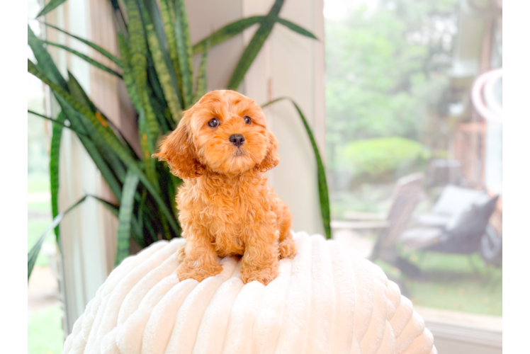 Best Cavapoo Baby