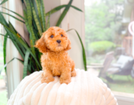10 week old Cavapoo Puppy For Sale - Simply Southern Pups