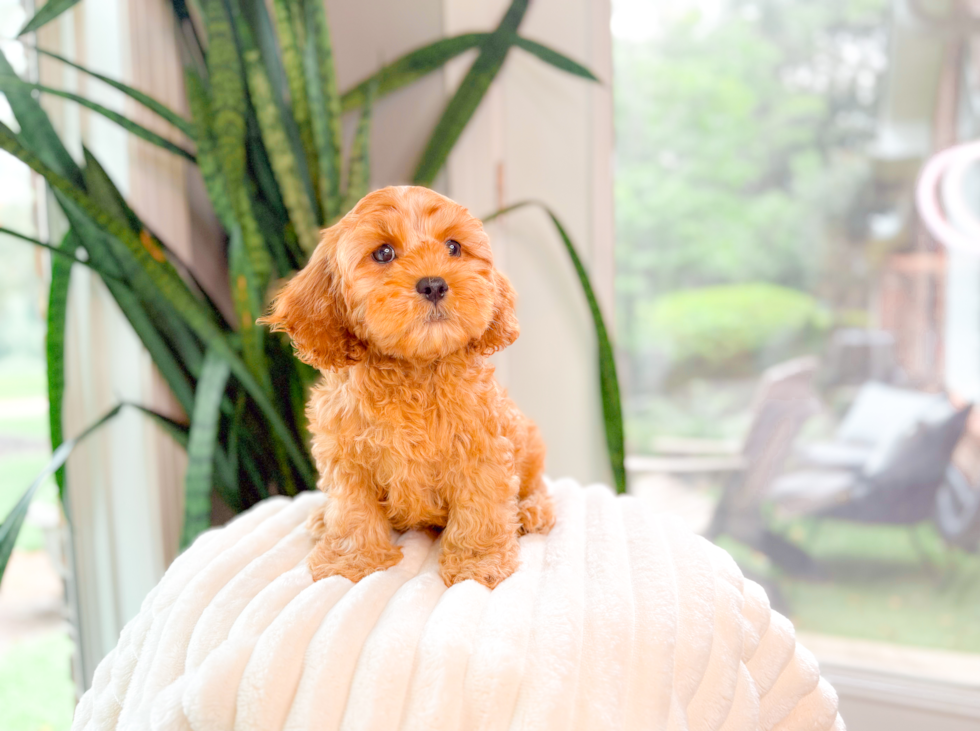 Best Cavapoo Baby