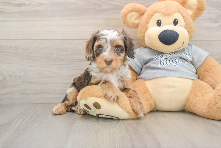 Fluffy Cavapoo Poodle Mix Pup