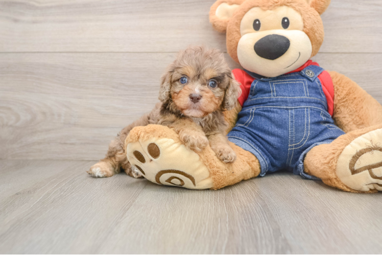 Playful Cavapoodle Poodle Mix Puppy