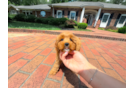 Cute Cavapoo Baby