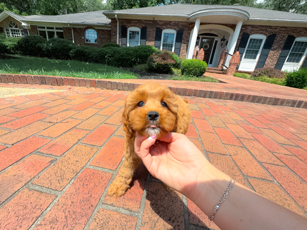 Cute Cavapoo Baby