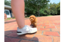 Cavapoo Puppy for Adoption