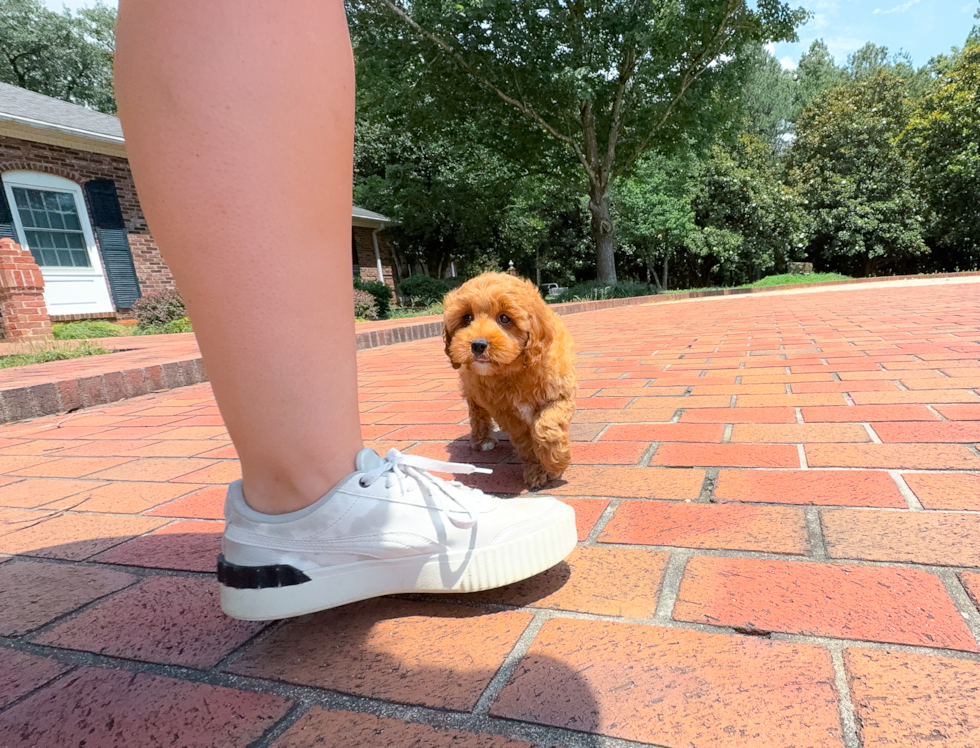 Cavapoo Puppy for Adoption
