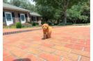 Cute Cavapoo Baby