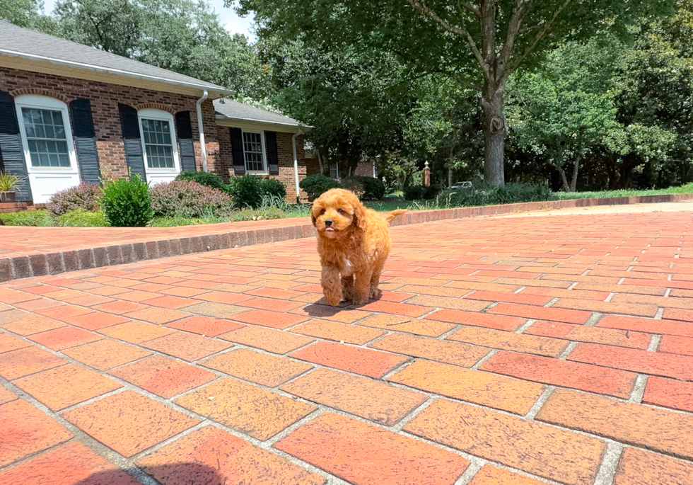 Cute Cavapoo Baby