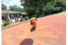 Cute Cavipoo Poodle Mix Puppy