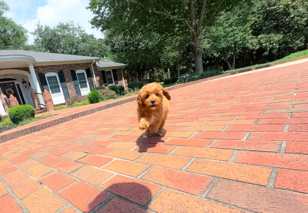 Cute Cavipoo Poodle Mix Puppy
