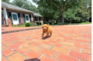 Cute Cavapoo Poodle Mix Pup