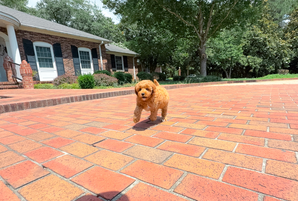Cute Cavapoo Poodle Mix Pup