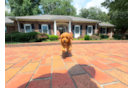 Cavapoo Pup Being Cute