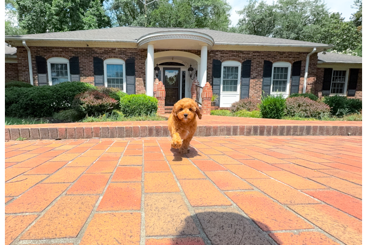 Cavapoo Puppy for Adoption