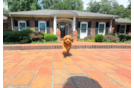 Cavapoo Puppy for Adoption