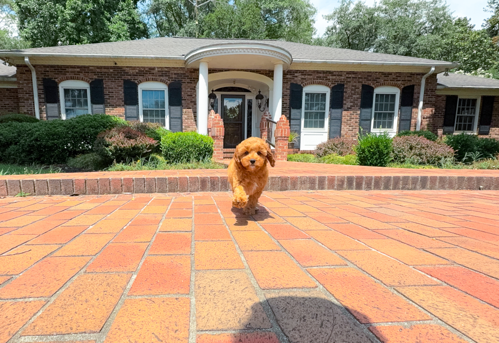 Cavapoo Puppy for Adoption