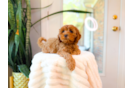 Cute Cavalier King Charles Spaniel and Poodle Mix Poodle Mix Puppy