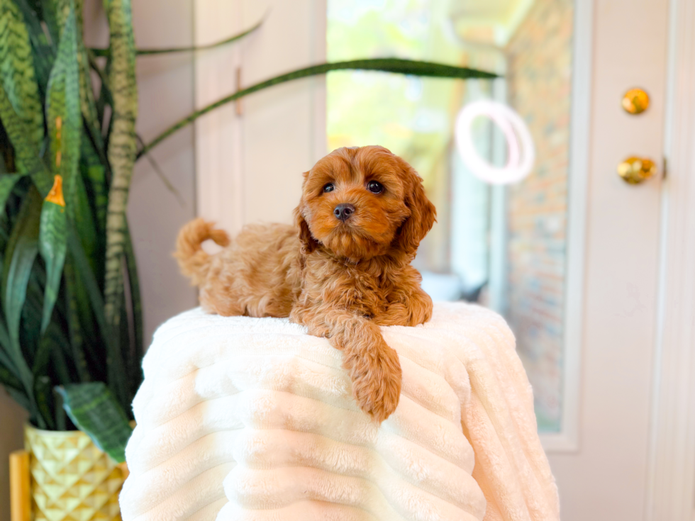 Cute Cavalier King Charles Spaniel and Poodle Mix Poodle Mix Puppy
