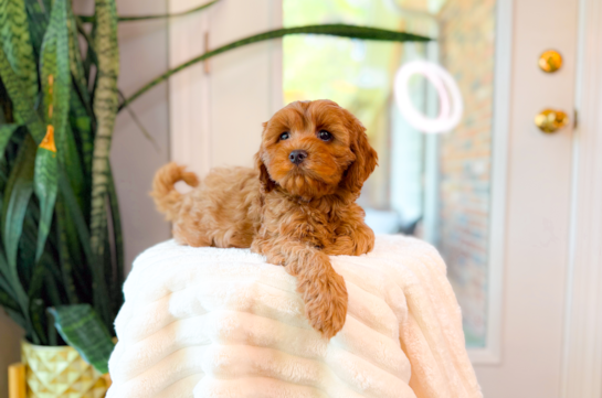 Cute Cavalier King Charles Spaniel and Poodle Mix Poodle Mix Puppy