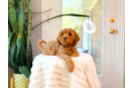 Cute Cavapoo Poodle Mix Pup