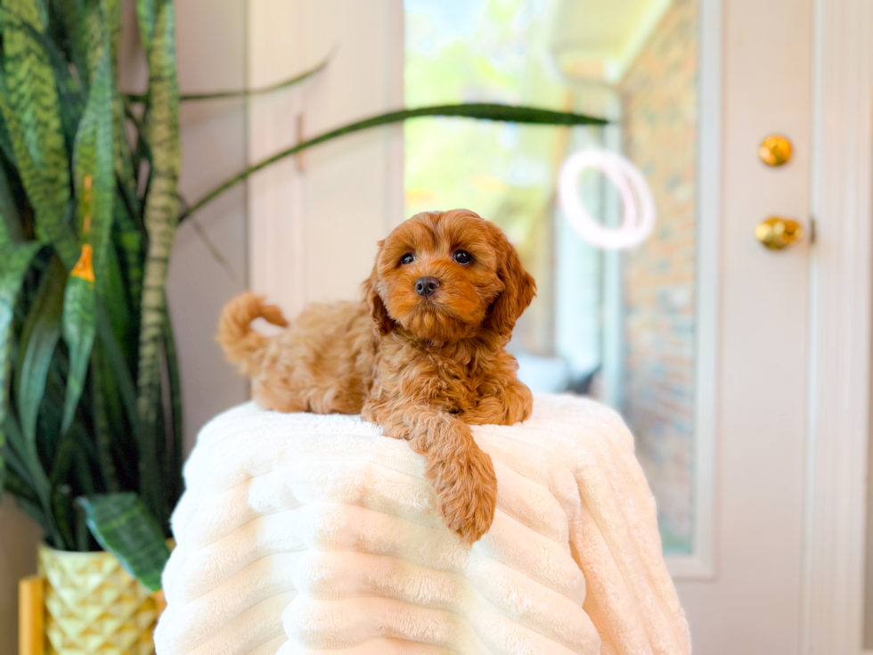 Cute Cavapoo Poodle Mix Pup