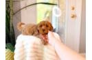 Cute Cavapoodle Poodle Mix Puppy