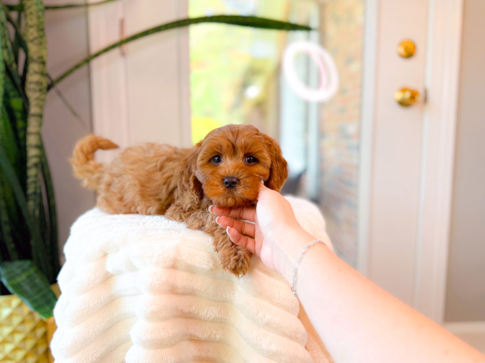 Cute Cavapoodle Poodle Mix Puppy