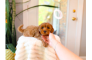 Cute Cavadoodle Poodle Mix Puppy