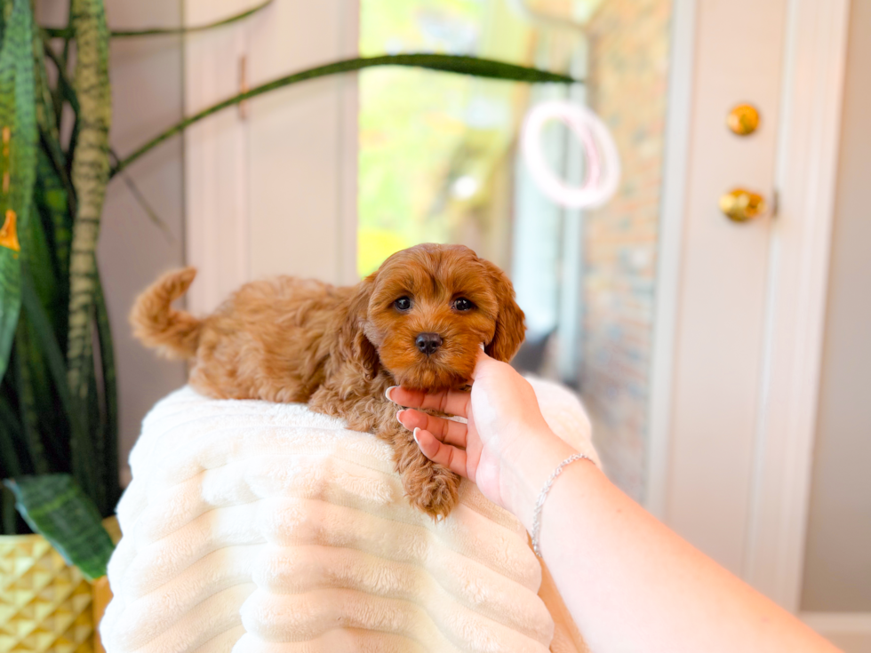 Cute Cavadoodle Poodle Mix Puppy