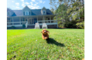 Cute Cavapoo Poodle Mix Pup