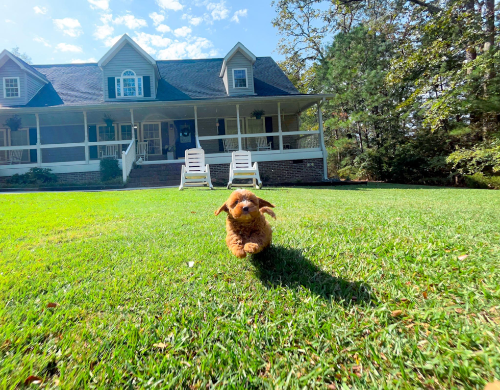 Cute Cavapoo Poodle Mix Pup