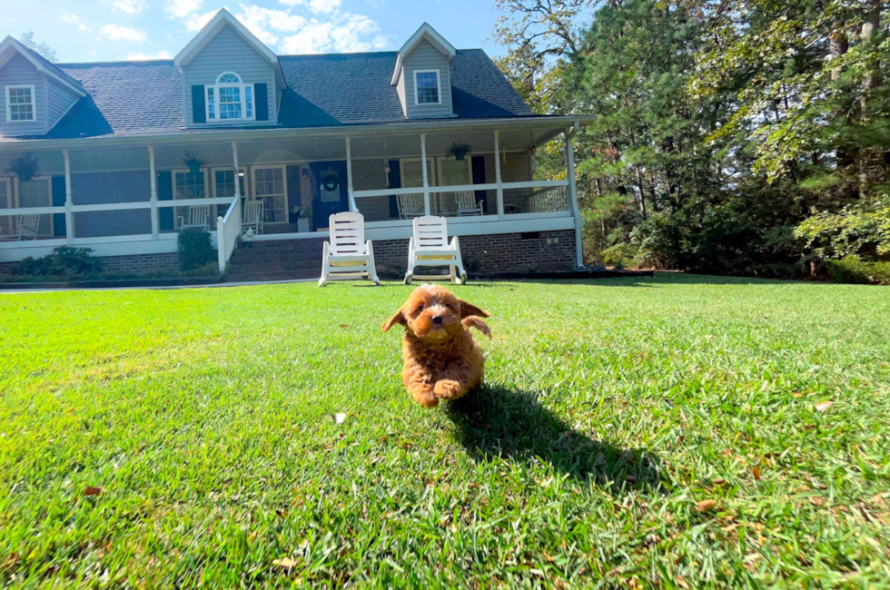 9 week old Cavapoo Puppy For Sale - Simply Southern Pups