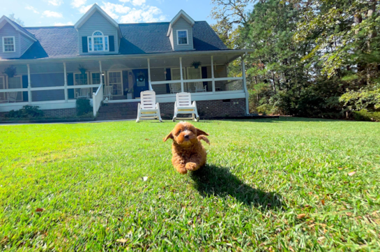 Cute Cavapoo Poodle Mix Pup