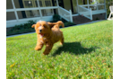 Best Cavapoo Baby